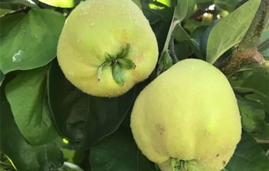 Cydonia (Quitte) 'Cydora Robusta'