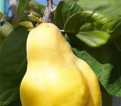 Cydonia (Quitte) 'Vranja'