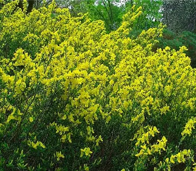 Cytisus decumbens
