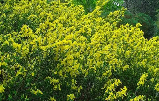 Cytisus decumbens