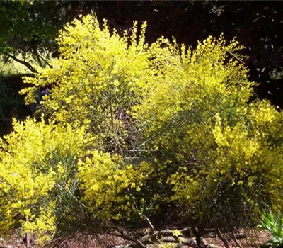 Cytisus praecox (x) 'Allgold'