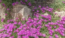 Mittagsblümchen