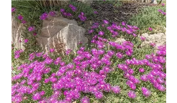 Mittagsblümchen