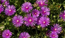 Mittagsblümchen