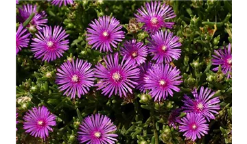 Mittagsblümchen