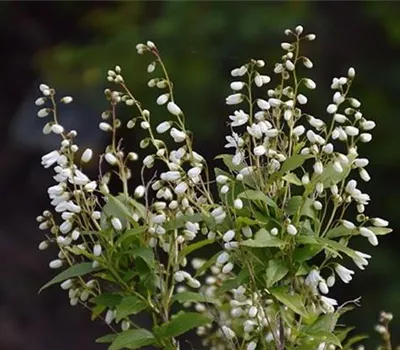 Deutzia gracilis