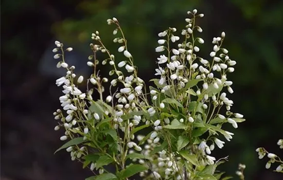 Deutzia gracilis