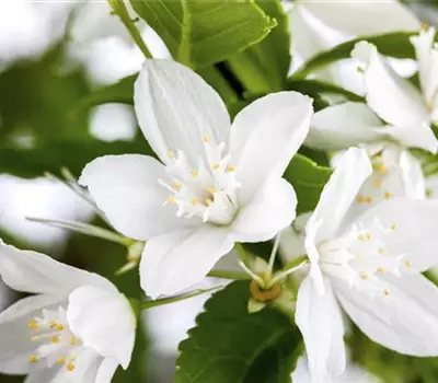 Deutzia gracilis