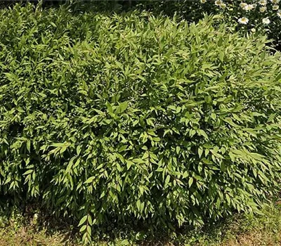 Deutzia gracilis 'Nikko'