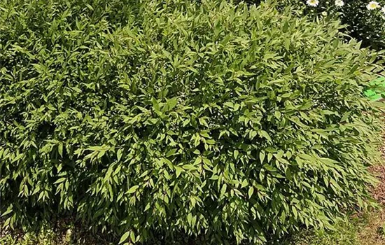 Deutzia gracilis 'Nikko'