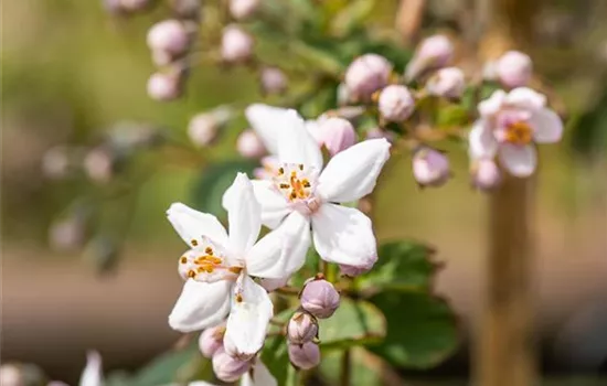 Deutzia hybrida (x) 'Mont Rose'