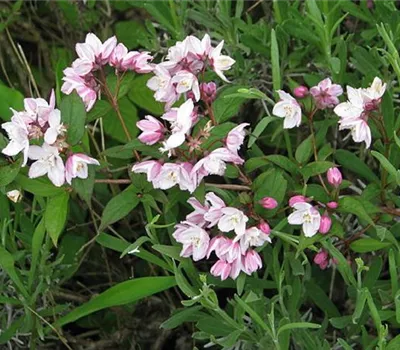 Deutzia purpurascens 'Kalmiiflora'