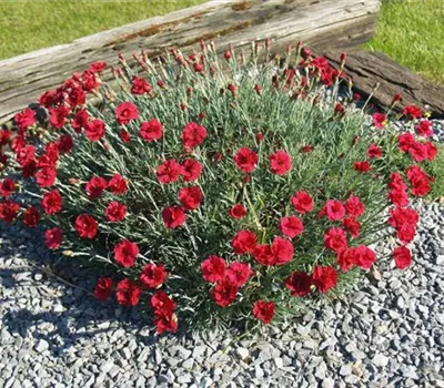 Dianthus (Plumarius-Gruppe) 'Munot'