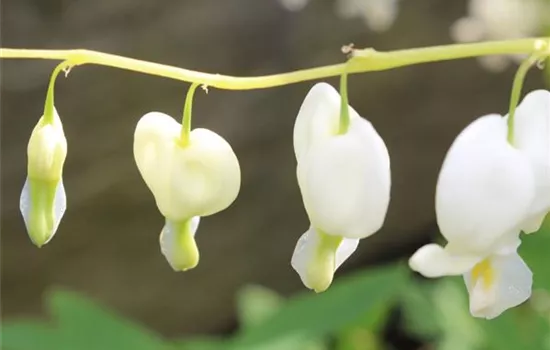 Dicentra spectabilis 'Alba'