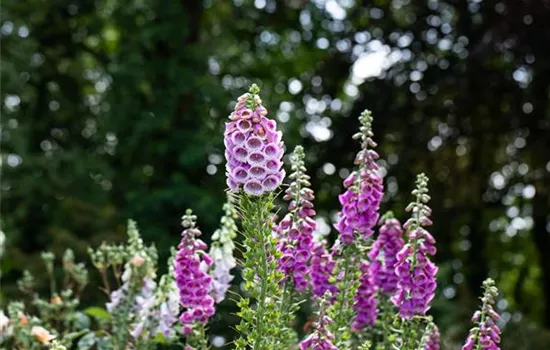 Digitalis purpurea 'Excelsior Hybrids'