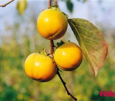 Diospyros kaki 'Tipo'