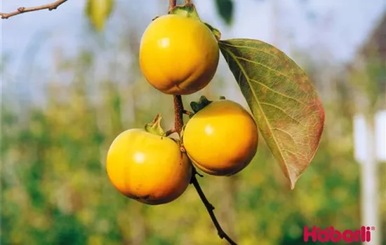 Diospyros kaki 'Tipo'