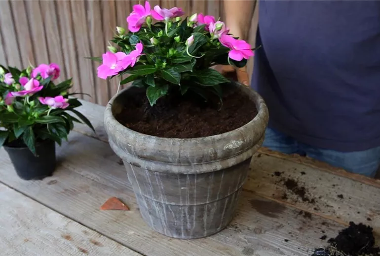 Edellieschen - Einpflanzen in ein Gefäss (4)