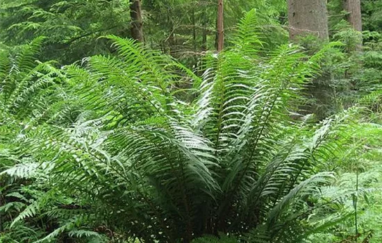 Dryopteris affinis