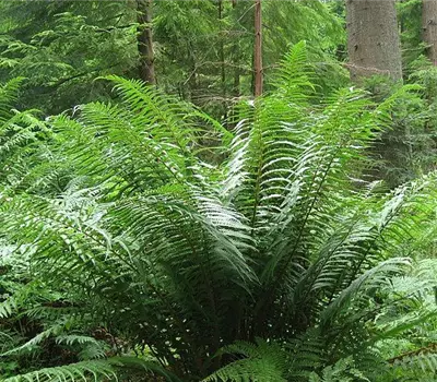 Dryopteris affinis