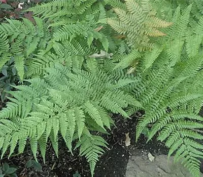Dryopteris erythrosora