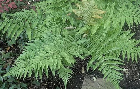 Dryopteris erythrosora