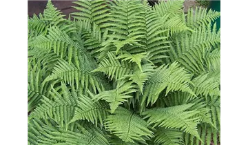 pflege monstera fensterblatt Tipps zur Pflege deiner Pflanze : Monstera deliciosa  PflanzenFuerAlle