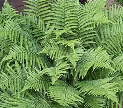 Dryopteris filix-mas