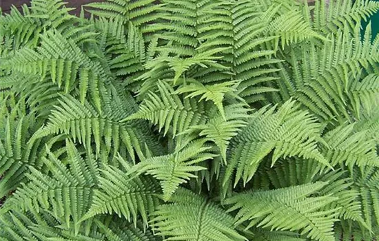 Dryopteris filix-mas