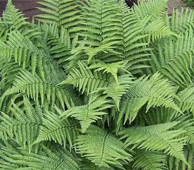 Dryopteris filix-mas