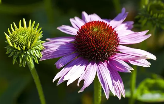 Echinacea purpurea
