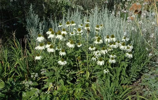 Echinacea purpurea 'Alba'