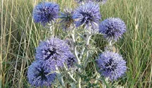 Kugeldistel