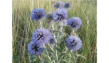 Kugeldistel