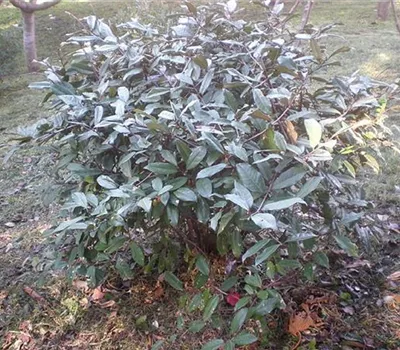 Elaeagnus ebbingei (x) Elaeagnus ebbingei (x)