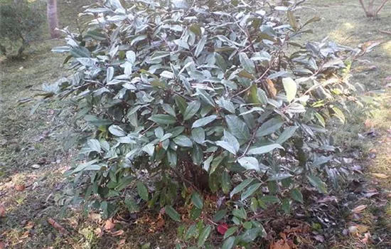 Elaeagnus ebbingei (x)