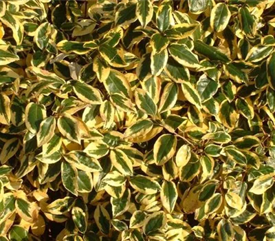 Elaeagnus ebbingei (x) 'Limelight'