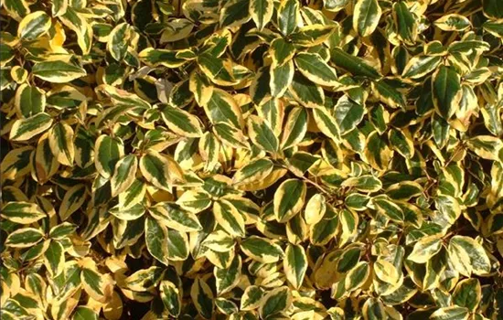 Elaeagnus ebbingei (x) 'Limelight'