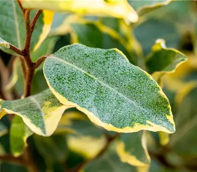 Elaeagnus ebbingei (x) 'Limelight'