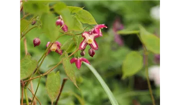 Elfenblume