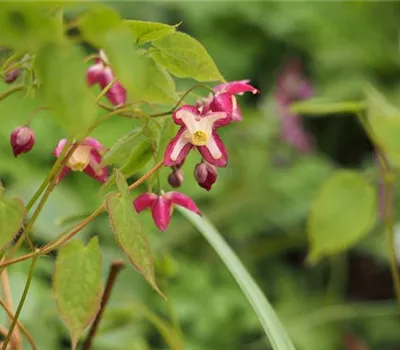 Epimedium rubrum (x)