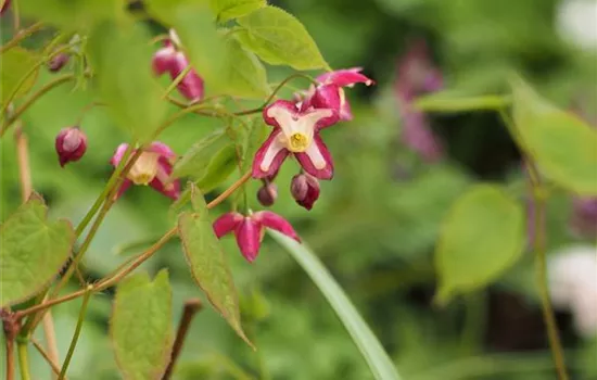 Epimedium rubrum (x)