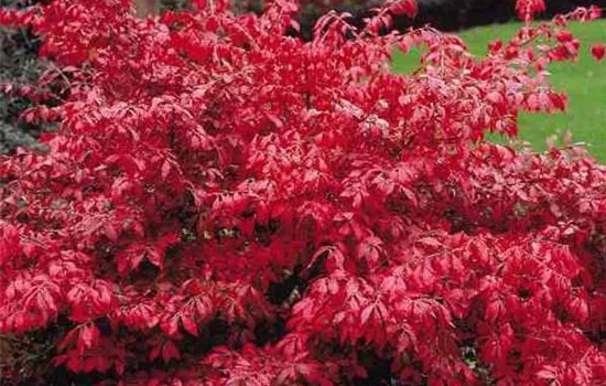Euonymus alatus