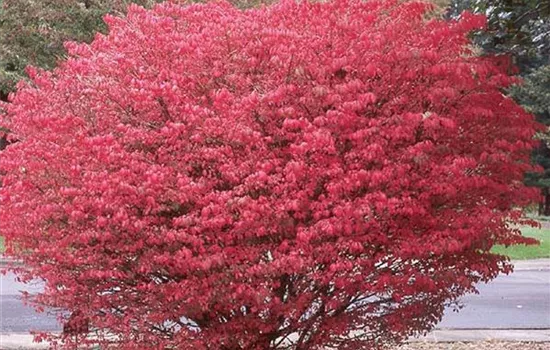 Euonymus alatus 'Compactus'