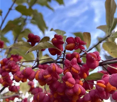 Euonymus europaeus