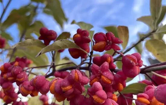 Euonymus europaeus