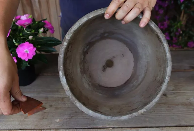 Edellieschen - Einpflanzen in ein Gefäss (2)