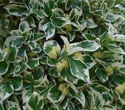 Euonymus fortunei 'Emerald Gaiety'