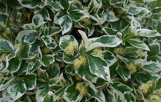Euonymus fortunei 'Emerald Gaiety'