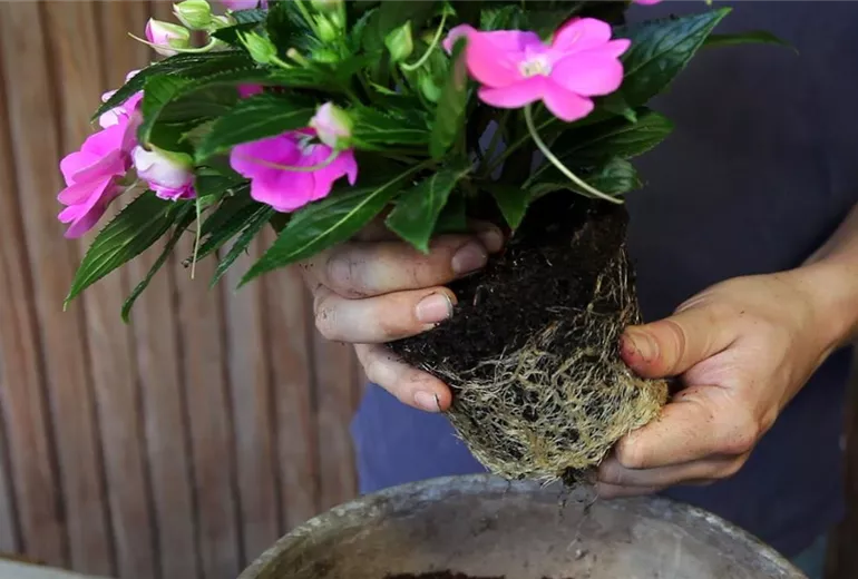 Edellieschen - Einpflanzen in ein Gefäss (3)